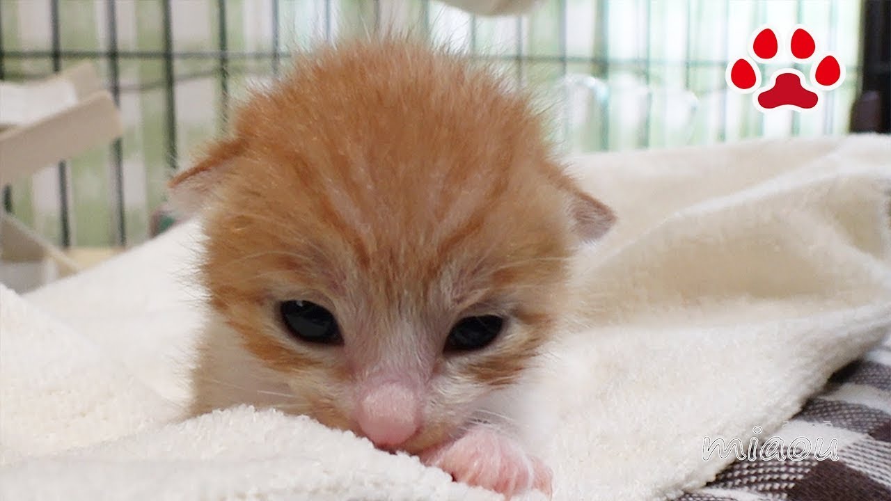 Защищенный милый котенок -maya-. Все первый раз опыт.