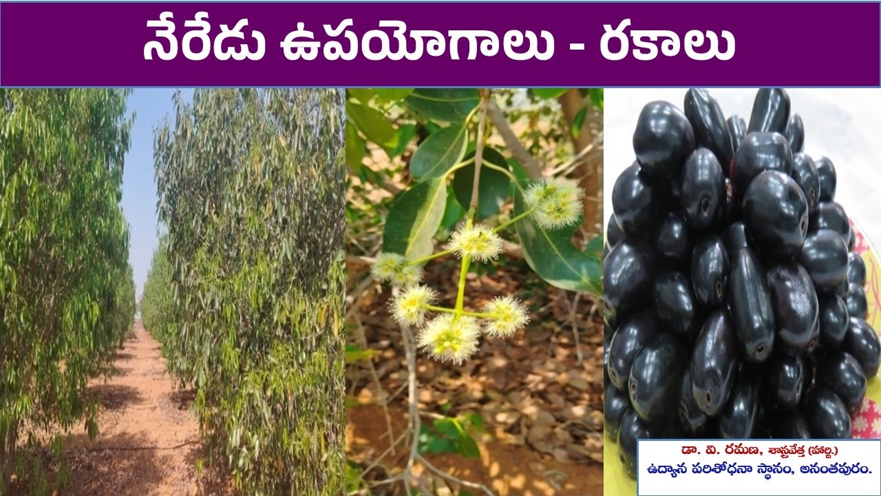 నేరేడు ఉపయోగాలు  - రకాలు || డా. వి. రమణ, శాస్త్రవేత్త , ఉద్యాన పరిశోధనా స్థానం, అనంతపురం