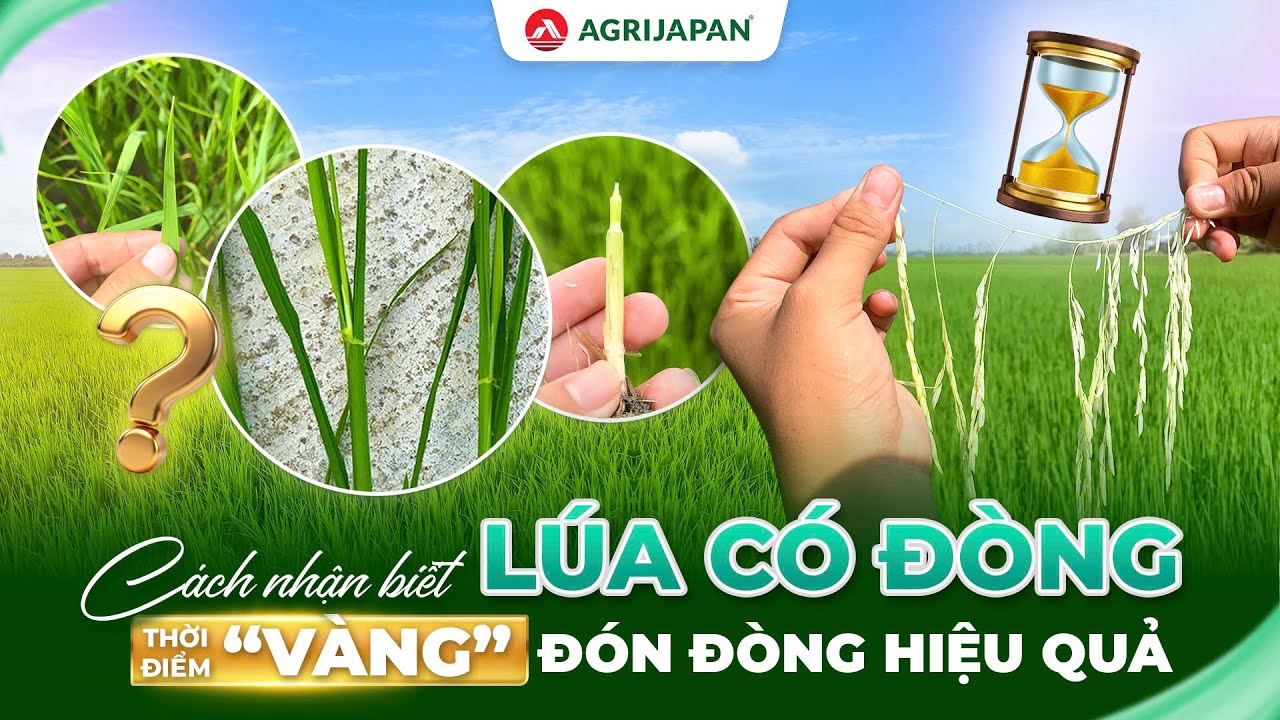 AgriJapan | Cách nhận biết lúa có đòng và Thời điểm 
