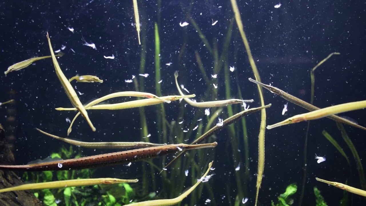 Welcoming Freshwater Pipefish!
