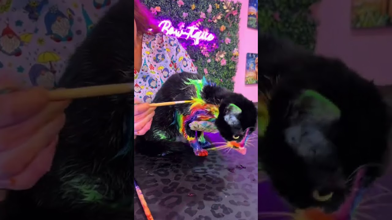 Rainbow Cat Creative Grooming🌈 #cat #pets #petshorts #catshorts #dogshorts