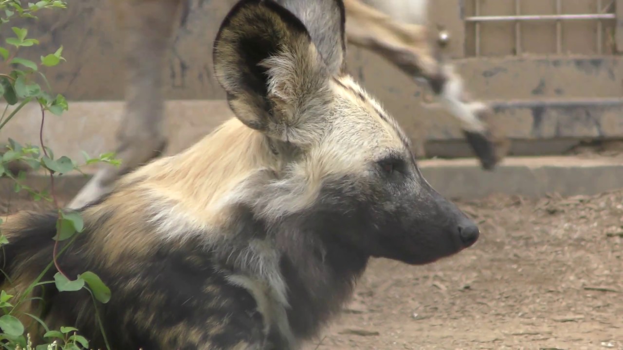 リカオン (よこはま動物園ズーラシア) 2018年5月26日