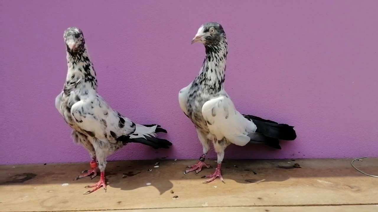 #sharanpuri #tupidar #highflyer # pigeons #ইন্ডিয়ান সাহারানপুরি টুপিদার কবুতর। হাইফ্লাইয়ার কবুতর
