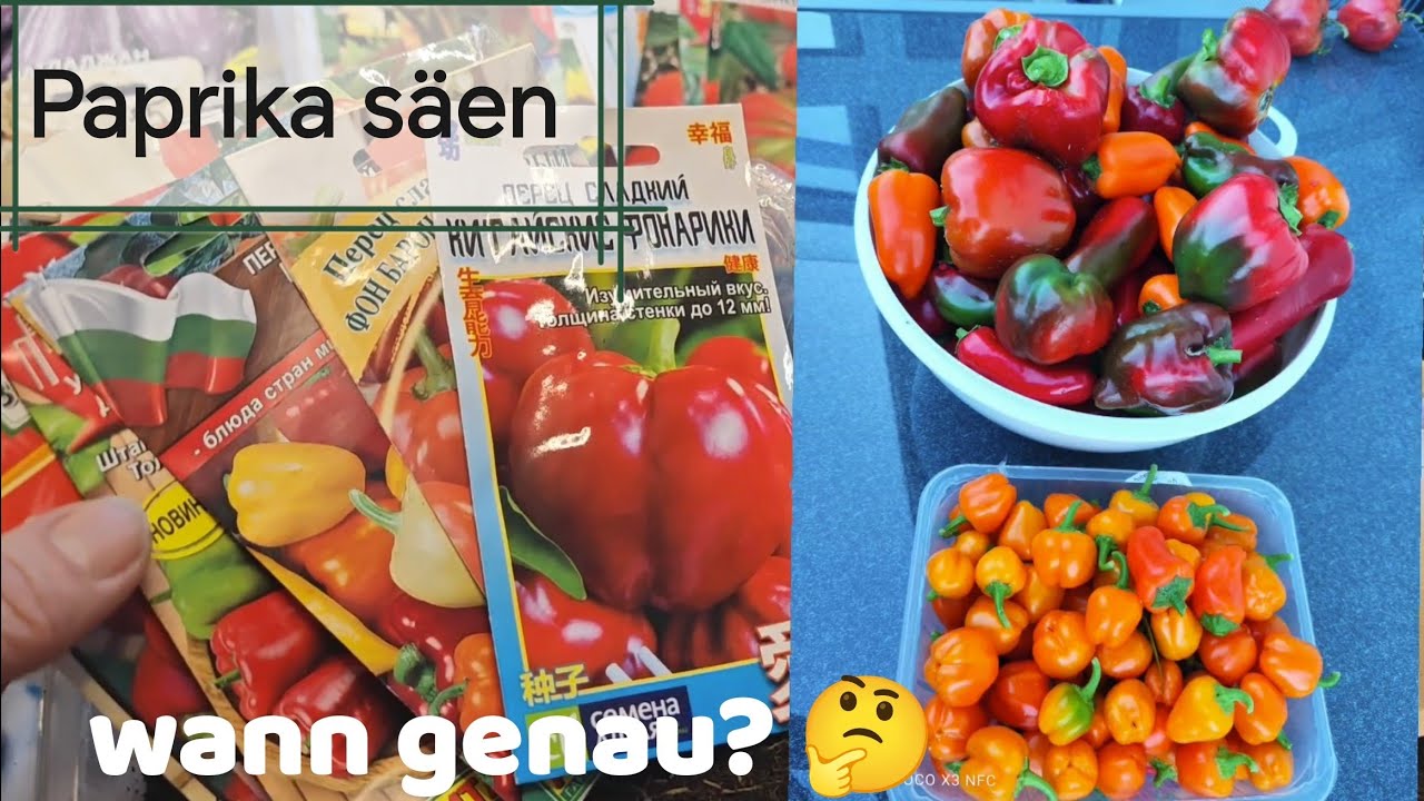 🌶️PAPRIKA säen🌶️Sorten, Grund, Licht, Termine.
