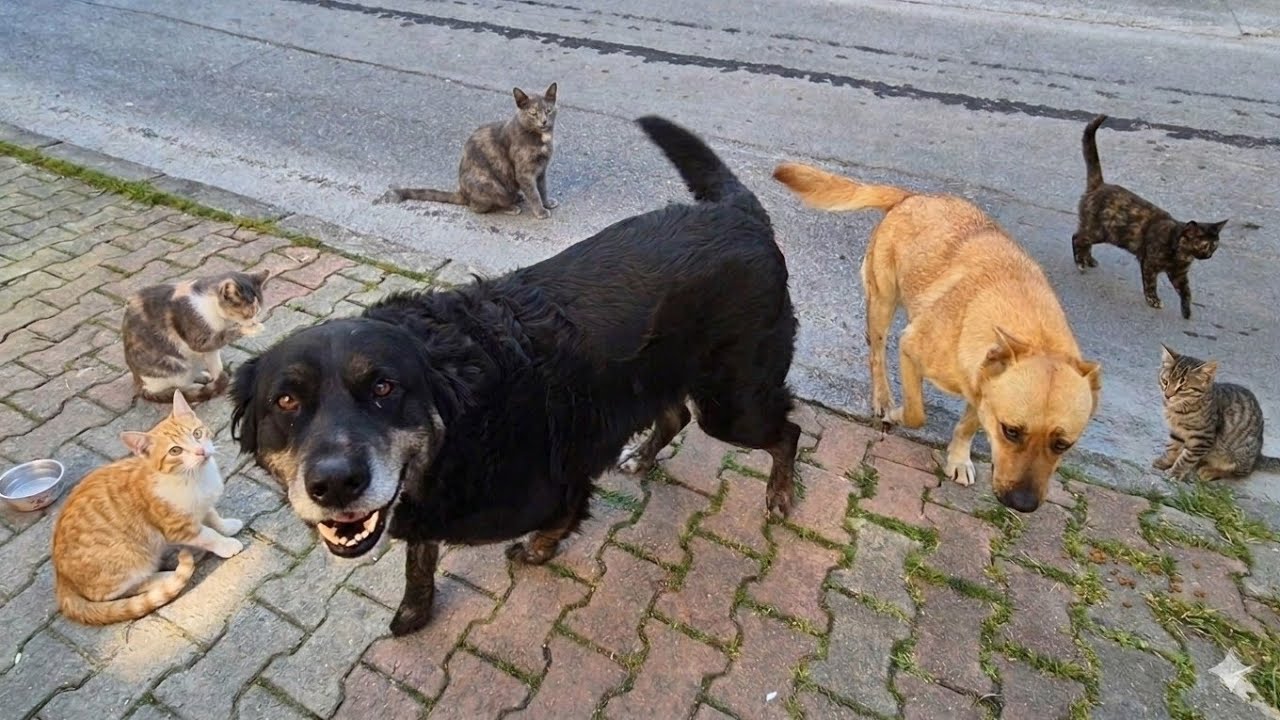 The Dog Who Hangs Out With Cats Brought All His Friends This Time.