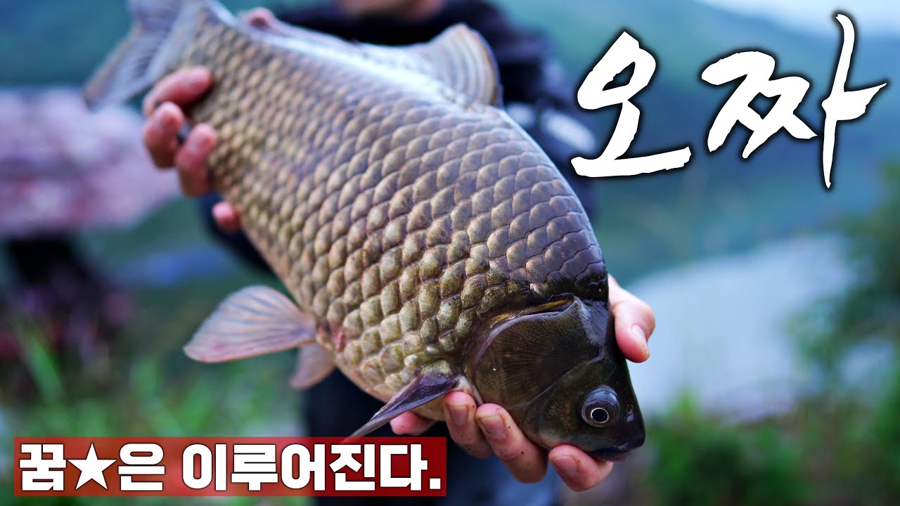 꿈에 그리던 5짜 붕어 영물을 마주하다! 가슴 떨린 그날의 생생한 기록