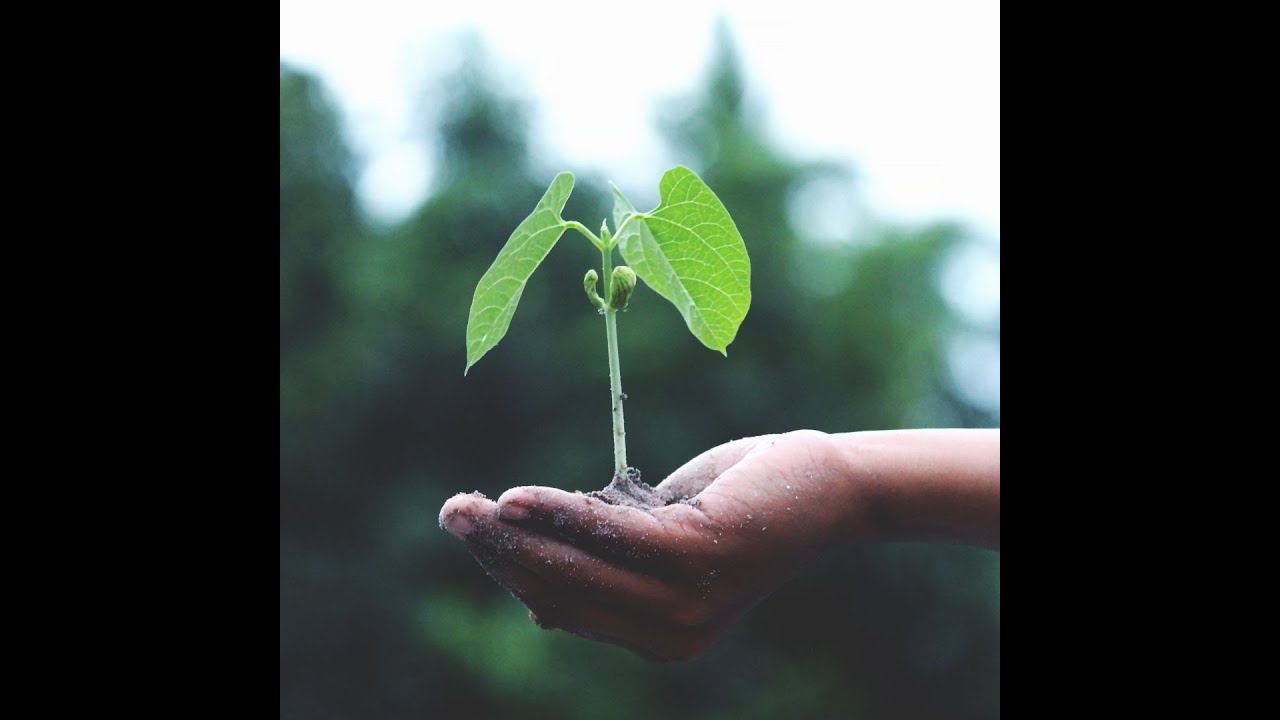 Creating A Food Forest Permaculture Workshop