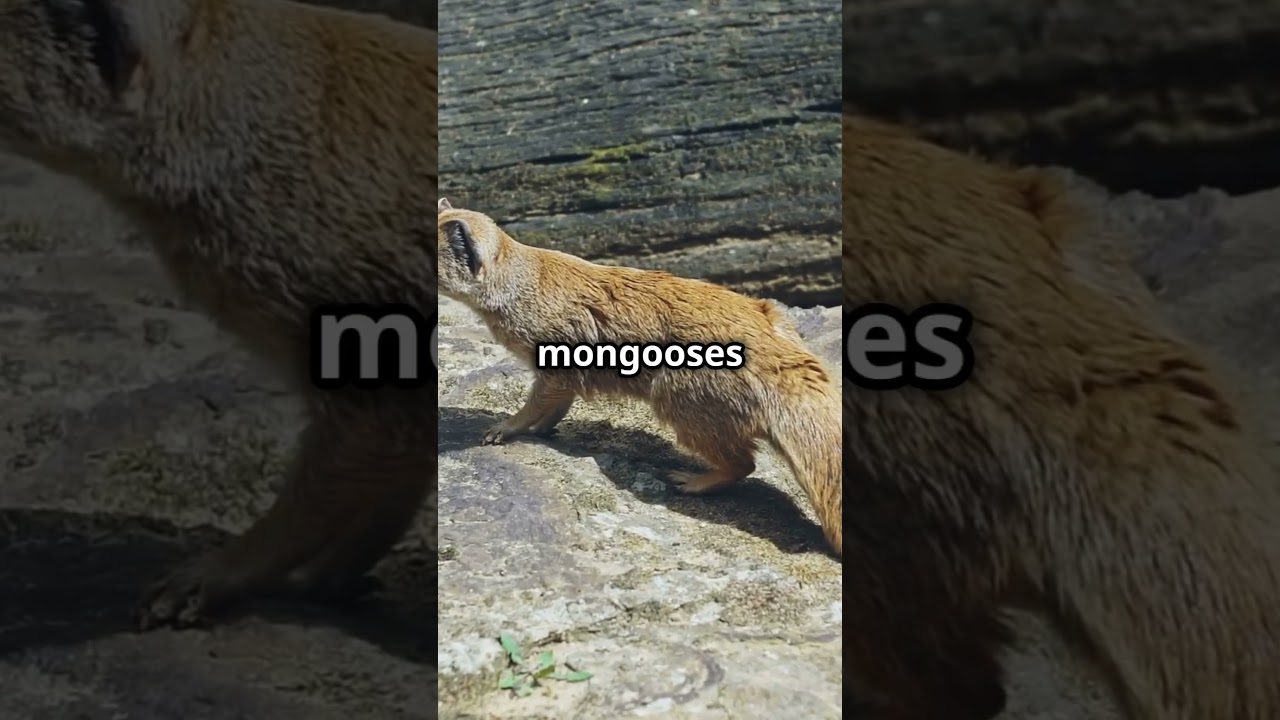 What&rsquo;s a mongoose? Discover the fierce little predator!