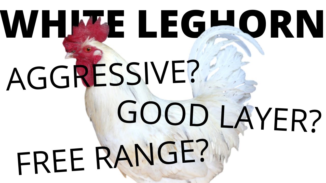 БЕЛЫЕ ЛЕГГОРНЫ: все, что вам нужно знать об этих курах