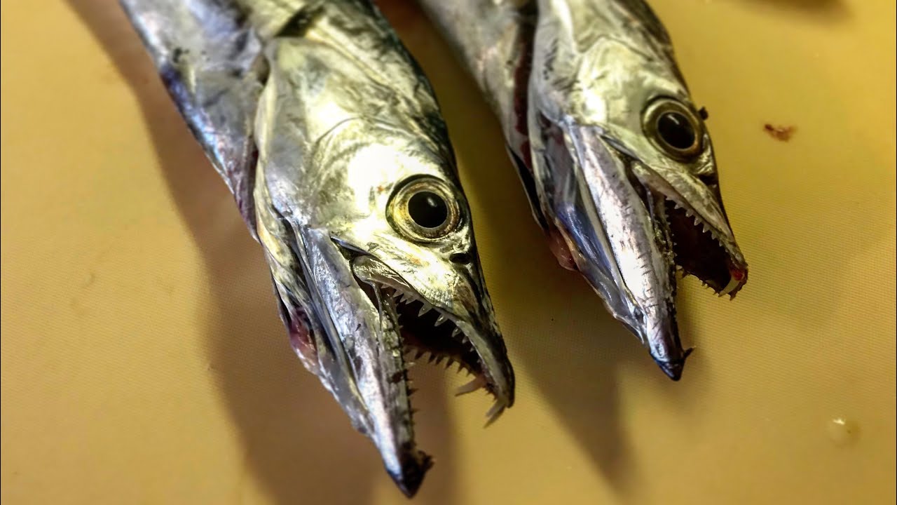 CATCH & COOK: 'Sea Serpents’ (Ribbonfish)