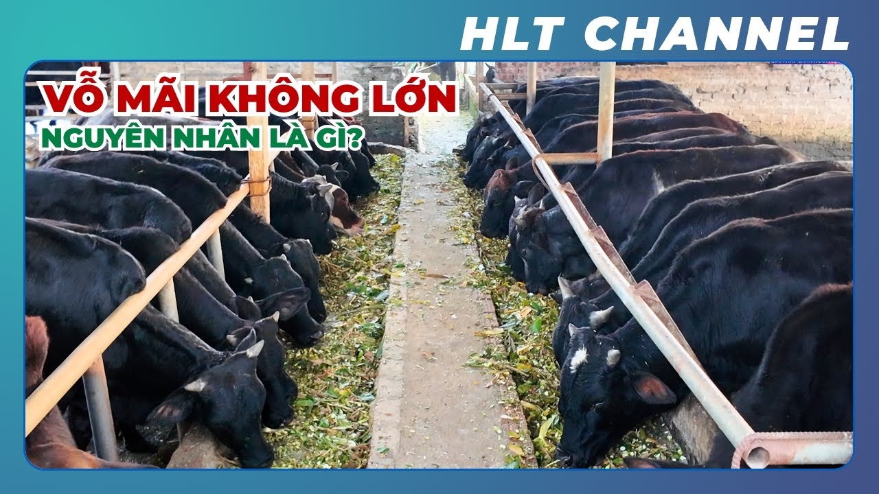 Vỗ Bò Chậm Lớn, Không Hiệu Quả - Nguyên Nhân Là Do Đâu?