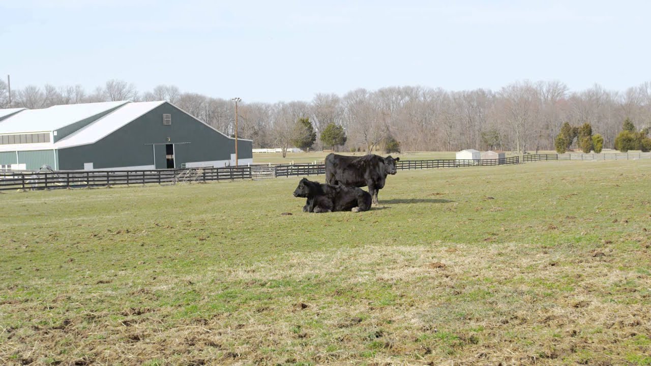 Wide shot of cows on farm