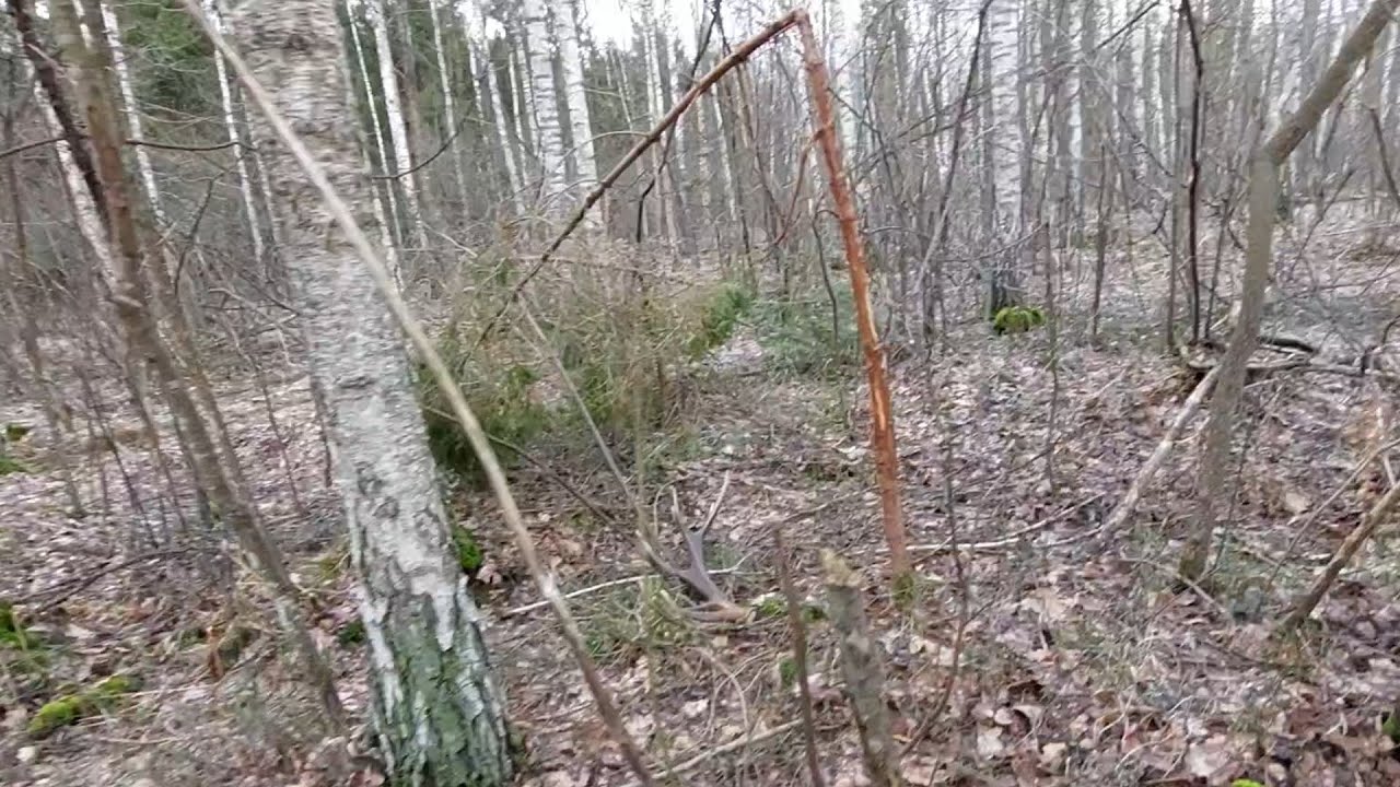 Zrzuty jeleni 2023 Mocna i gruba para czternastaka 6.80kg!