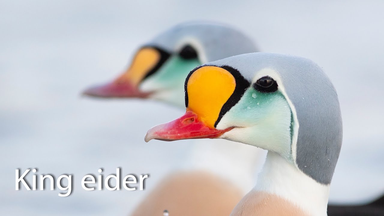 King eider.  Varanger, Norway