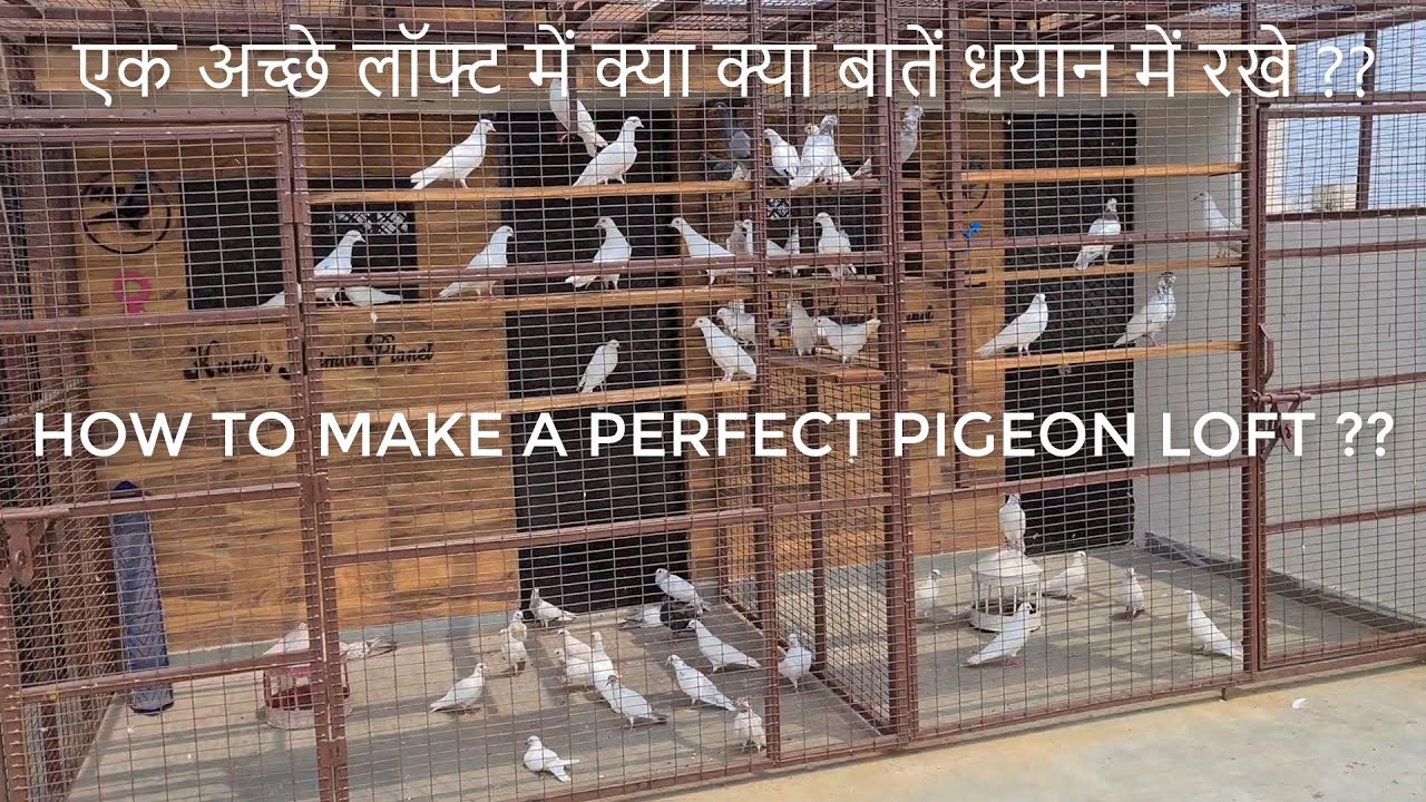 HOW TO MAKE PERFECT PIGEON LOFTS ?? एक अच्छे लॉफ्ट में क्या क्या बातें धयान में रखे ??