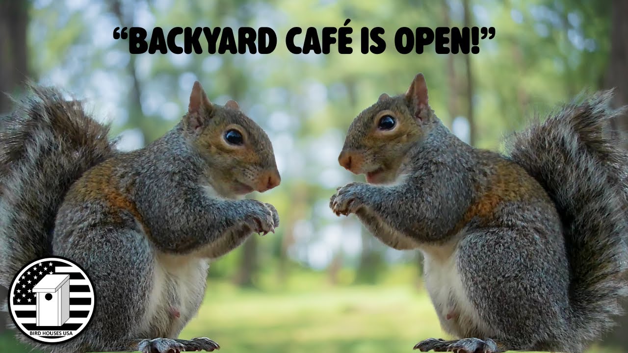 The Backyard Café Is Open! Cute Squirrels & Birds Drop By