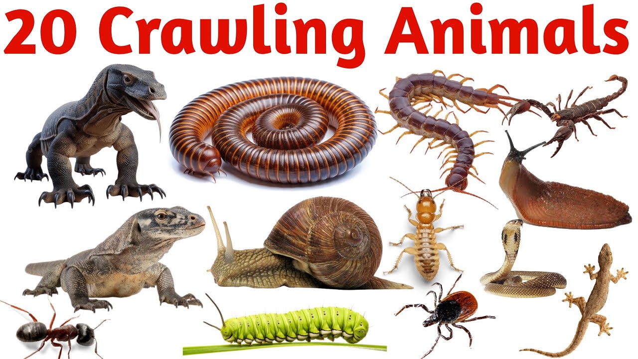 Learn 20 Crawling Animals Names for Kids with Pictures Video