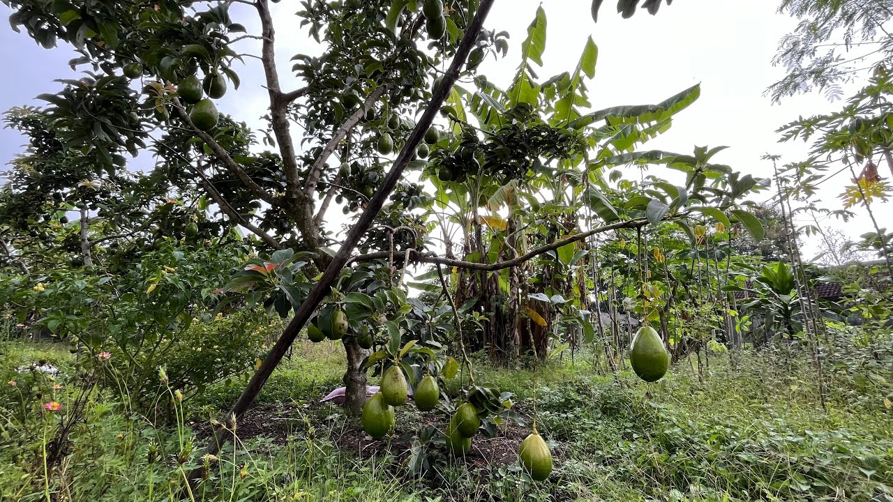 Sekali Panen Bisa dapat Jutaan || Memanfaatkan Lahan Kurang Produktif dengan Ditanami Alpukat