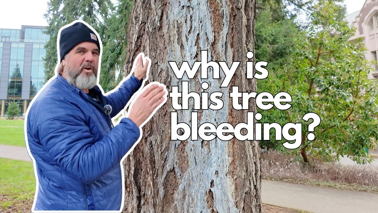 Seattle Arborist finds an injured Tree with sap that is a decade old
