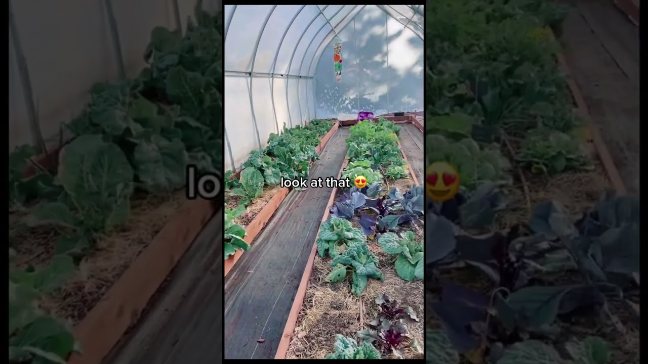 What's Growing in this Unheated Greenhouse in January?  | Bootstrap Farmer