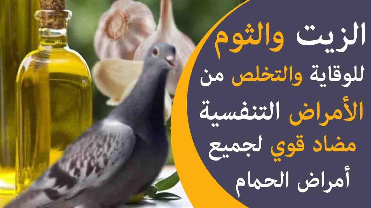 علاج الأمراض التنفسية عند الحمام