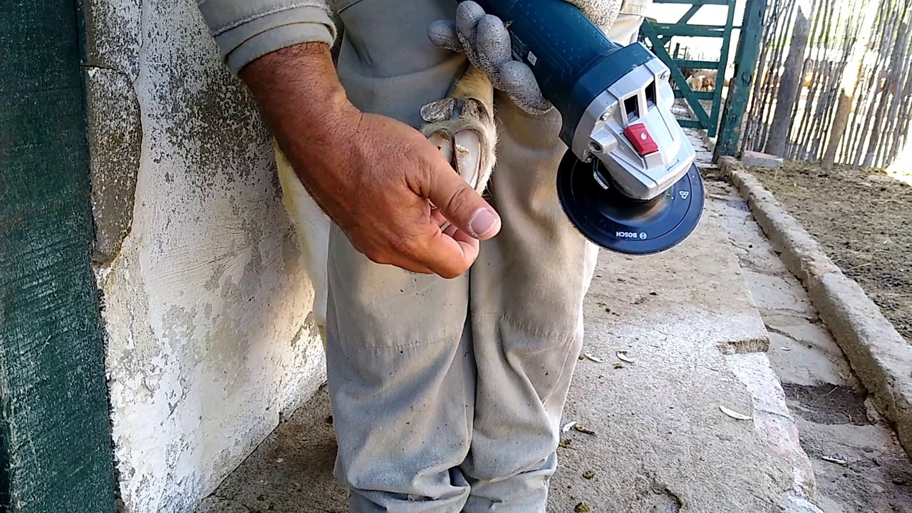 CONTROLE DOS CASCO DAS MATRIZ BOER @TomFeitaria