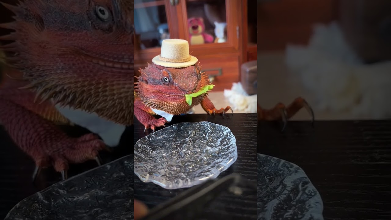 #Pogona vitticeps #Central Bearded Dragon #Inland Bearded Dragon