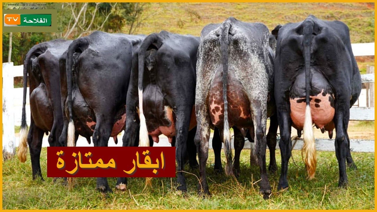 سلالة ابقار جيرولاندو | مميزاتها وقدرتها الانتاجية