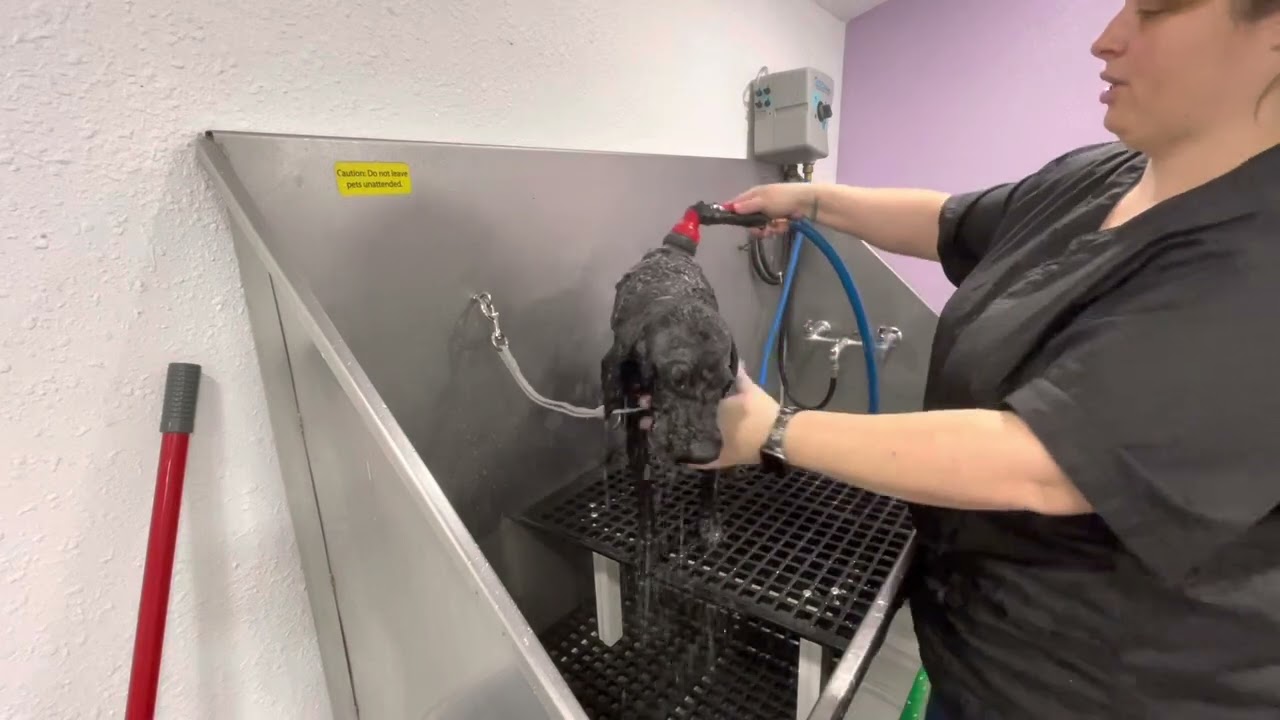 Poodle gets a short cut all over!