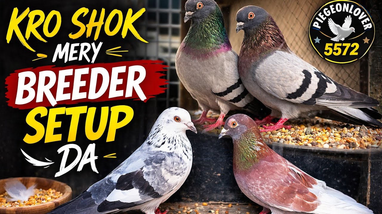 Kro Shok Mery Breeder Setup Da | Strong Kabooter Pair | Pigeon Breeding Setup Pakistan