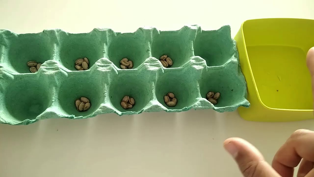 Mancala - jogo de tabuleiro - material alternativo.
