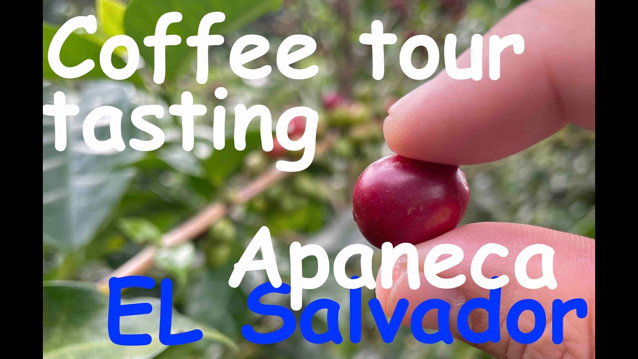 El Salvador Travel 🇸🇻  | Apaneca Coffee Tasting and Coffee Plantation Tour