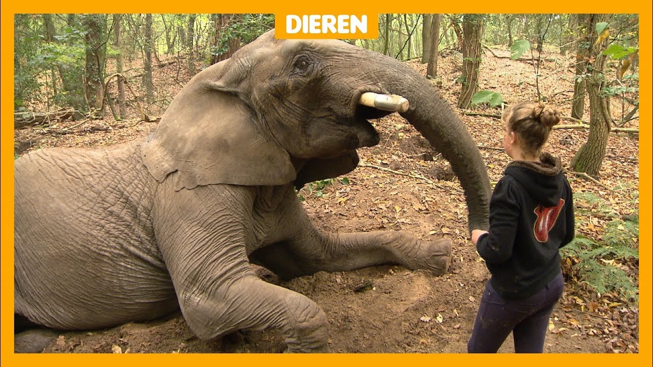 Olifant Buba mag tóch bij Sharon (12) blijven