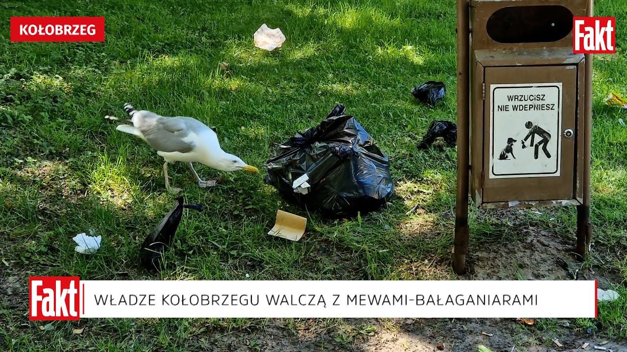 Morze śmieci zalewa Kołobrzeg. Winne są DORSZE I MEWY! Wiecie dlaczego? | FAKT.PL