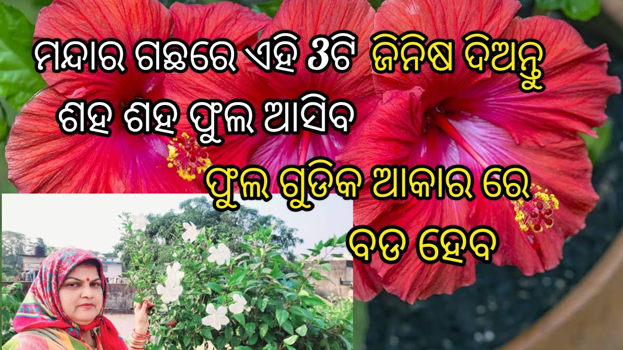 ମନ୍ଦାର ଗଛରେ ଏହି 3ଟି ଜିନିଷ ଦିଅନ୍ତୁ ଶହ ଶହ ଫୁଲ ଆସିବ /ଫୁଲ ଗୁଡିକ ଆକାରରେ ବଡ଼ ହେବ 