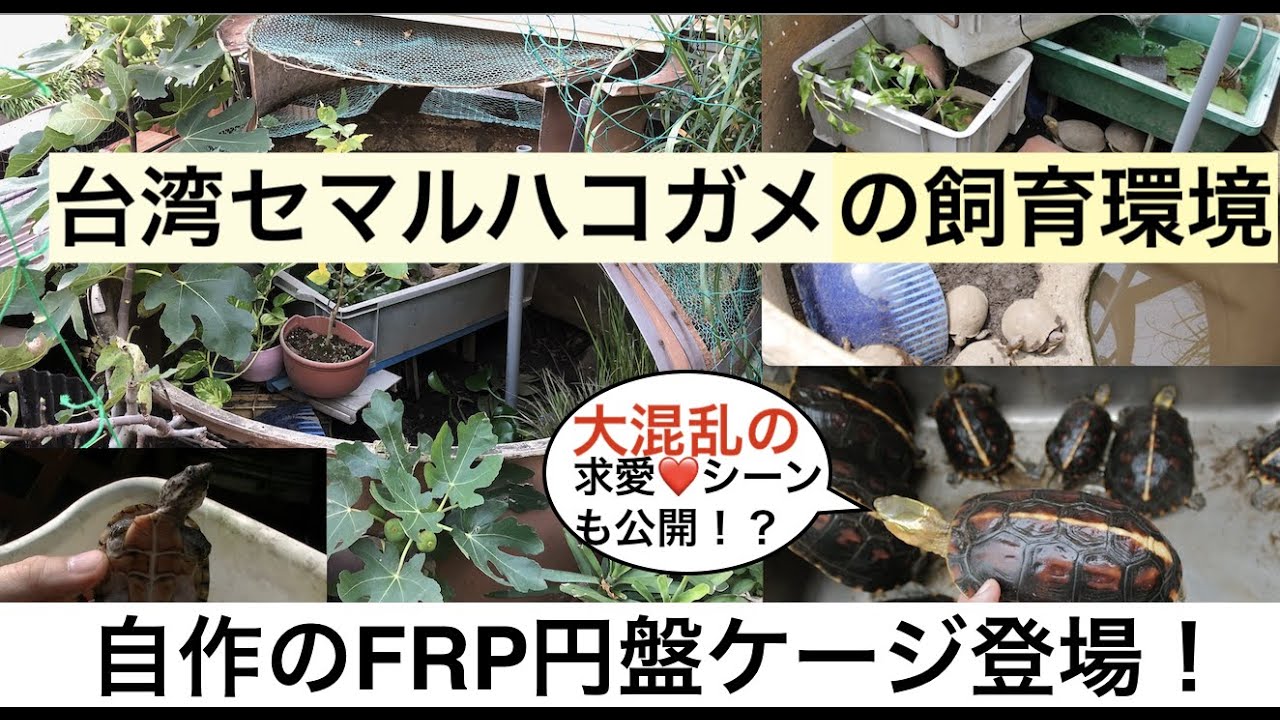 かめぞー☆ちゃんねる　37クラッチ目　クーリングタワーを改造！！　FRP円盤ケージと台湾セマルハコガメの飼育環境