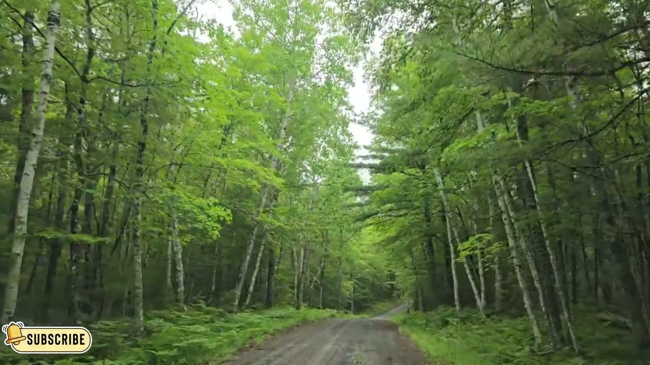 Nature’s Beauty | A Serene Outdoor Experience #beautiful #satisfying #travel #fyp #relaxing #calm