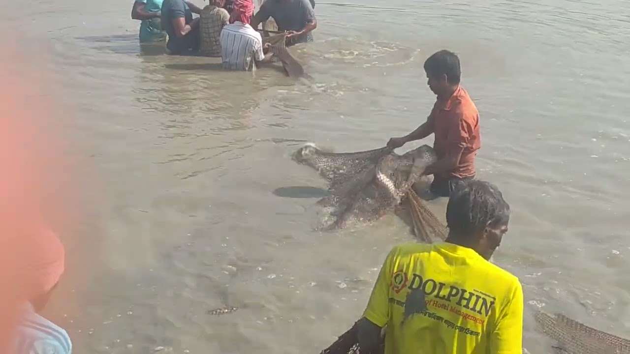 Amazing village fishing।ভেটকী কাতলা মাছ ধরার সেরা ভিডিও। #fishing #villagefishing #machdararvideo