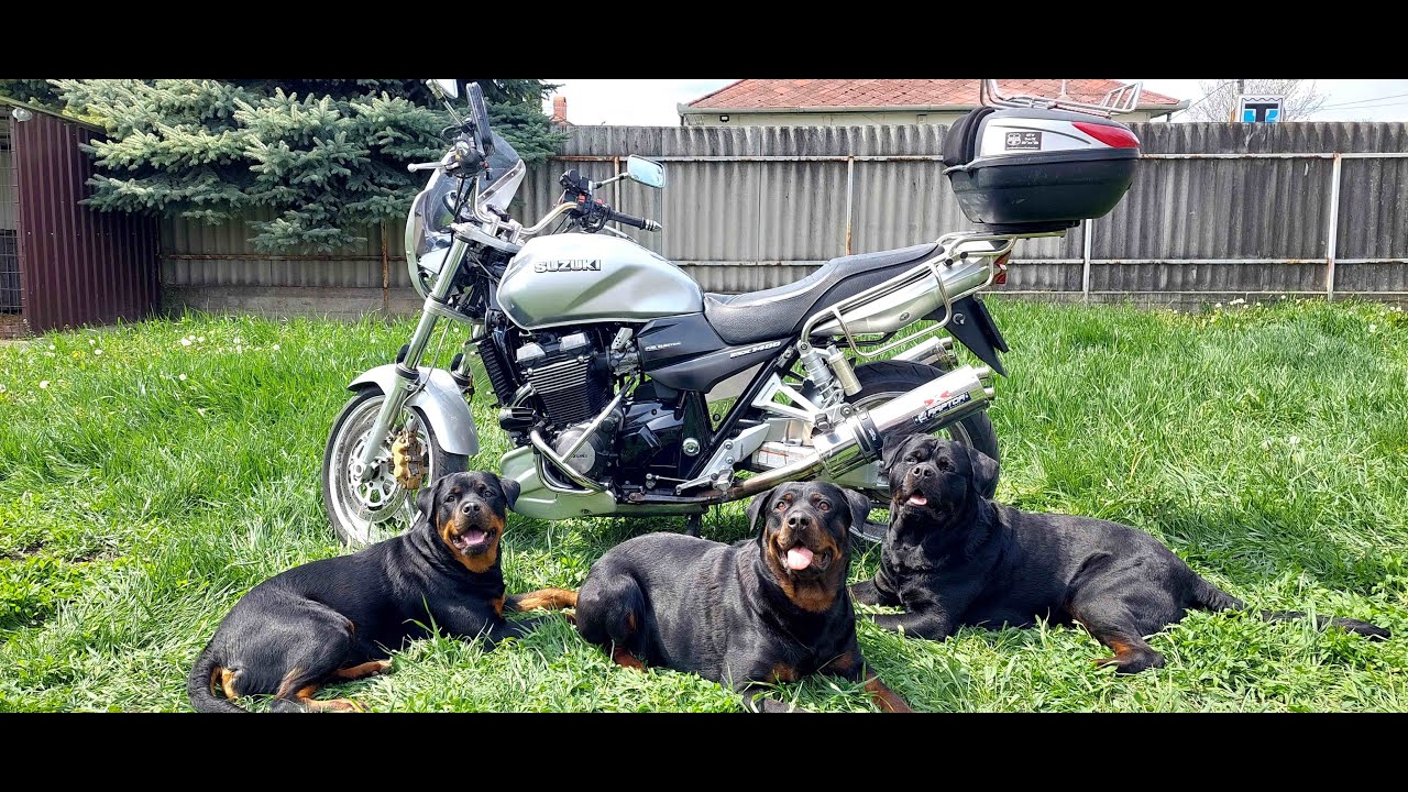Suzuki GSX 1400 Photo Gallery - Part 2 - 2023
