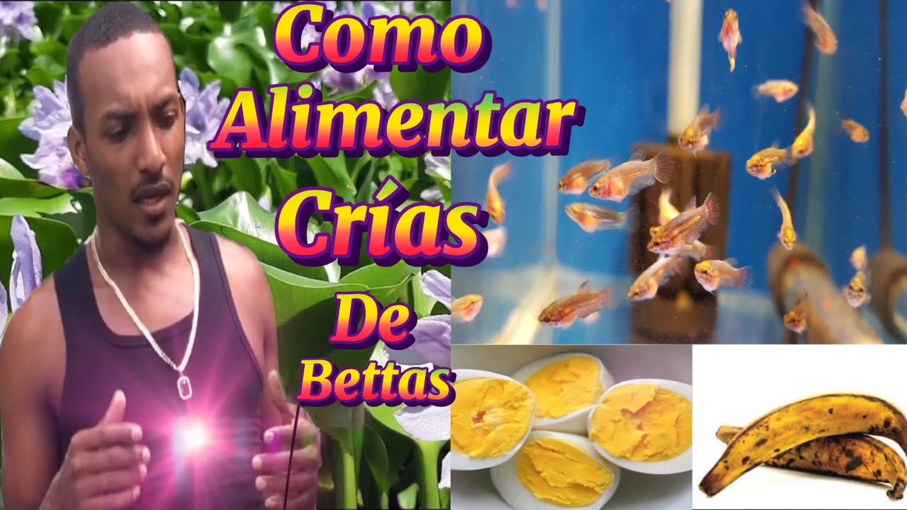 Como alimentar crías de bettas