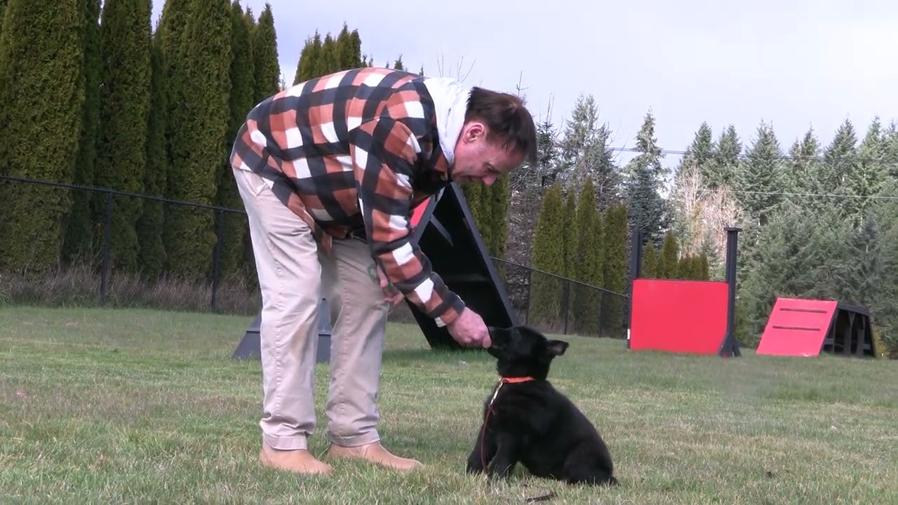 8 Week Old Puppy Training – How to Teach Sit Fast! Kraftwork K9 Pro German Shepherds