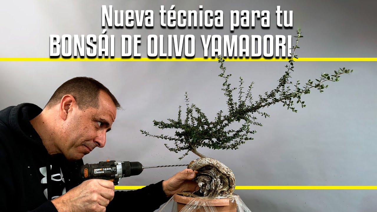 Nueva Técnica para Bonsái de olivo yamadori
