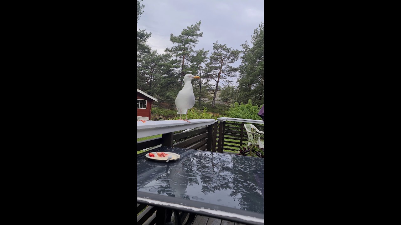 Seagull in norway