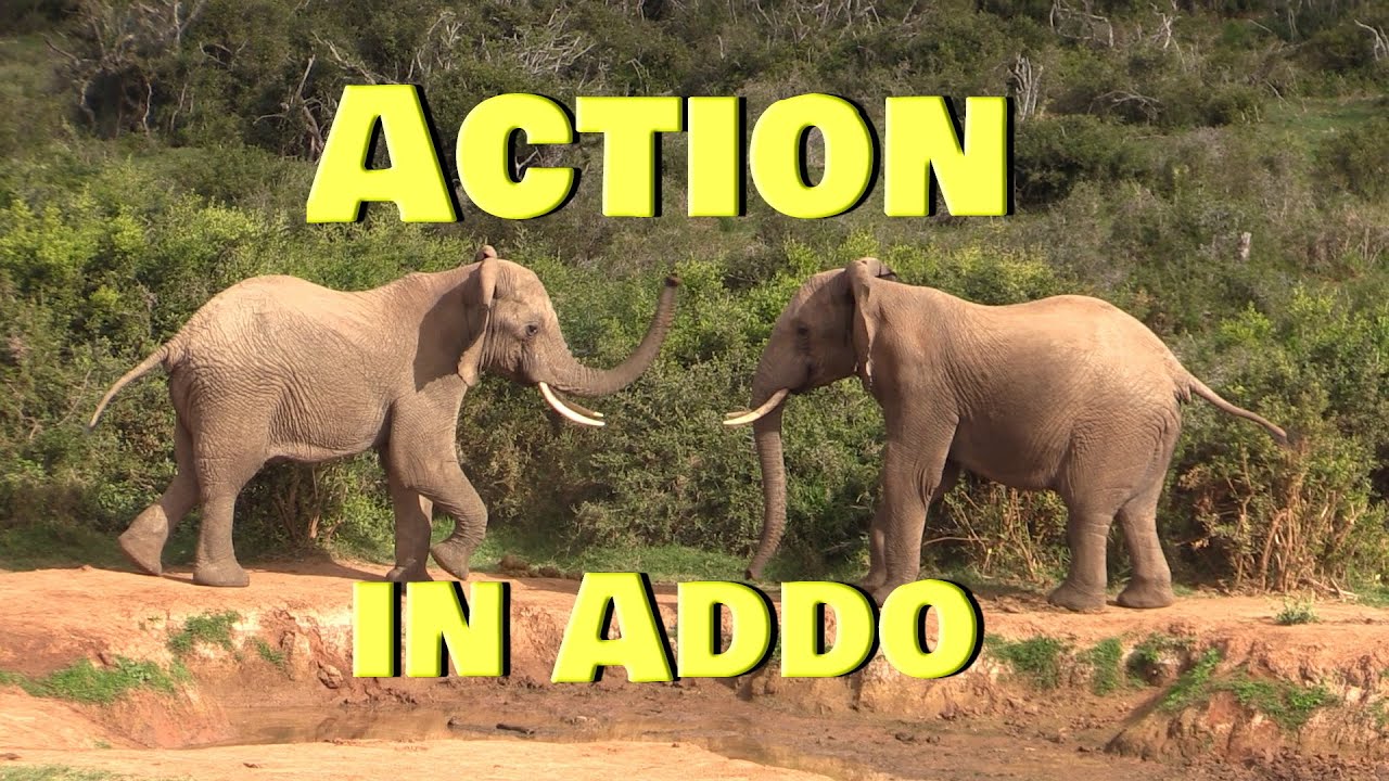 Action and confrontation in Addo Elephant National Park.