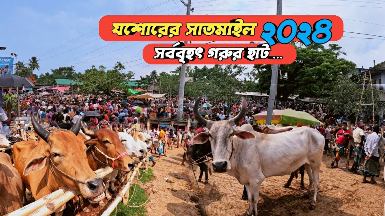 যশোরের সাতমাইল গরুর হাট | qurbani gorur haat 2024 | Qurbani cow price in Bangladesh | gorur hat 2024
