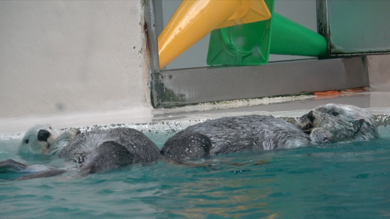 【ラッコ】鳥羽水族館寝起きのメイキラちゃん バリケードを突破してサブプールへＧＯ