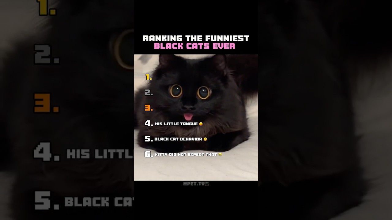 Типичное поведение чёрной кошки 🐈&zwj;⬛😂 #шорты
