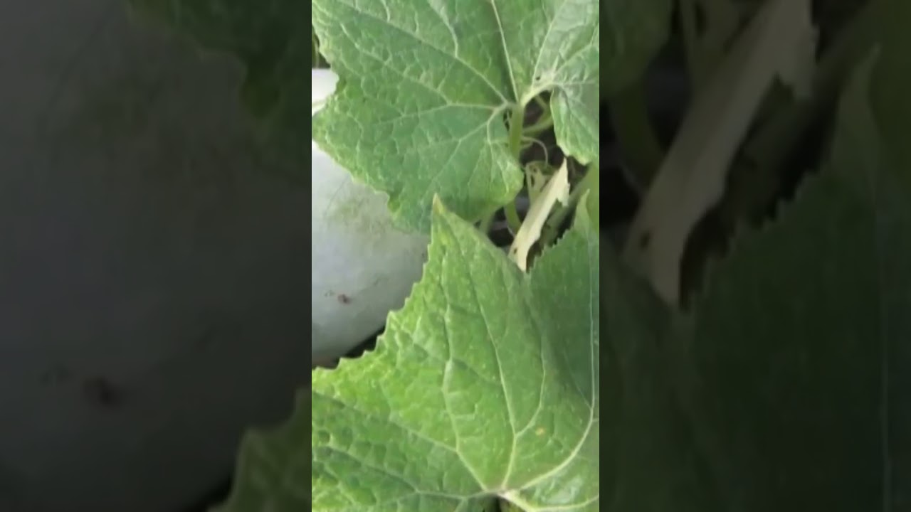 Floating Garden Business Ideas - Vegetable Farming - #shorts #shortvideo #farming