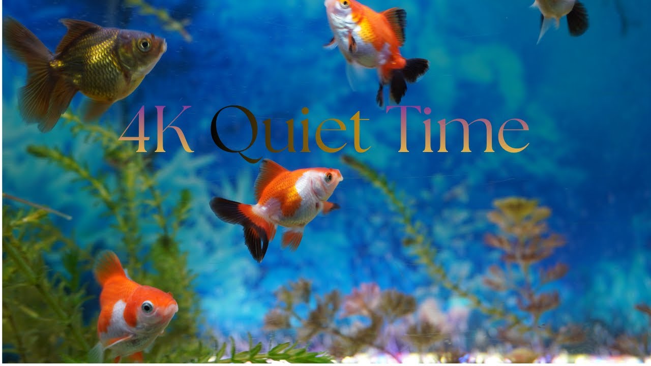 4K Quiet Time in Oranda Paradise