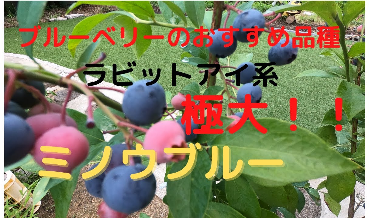 おすすめブルーベリー　ミノウブルー